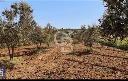 BÜYÜK ANAFARTALAR KÖYÜNDE 4579 m2 SATILIK FIRSAT ZEYTİNLİK