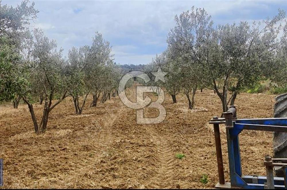 BÜYÜK ANAFARTALAR KÖYÜNDE 4579 m2 SATILIK FIRSAT ZEYTİNLİK