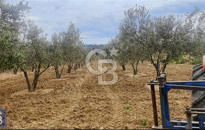 BÜYÜK ANAFARTALAR KÖYÜNDE 4579 m2 SATILIK FIRSAT ZEYTİNLİK