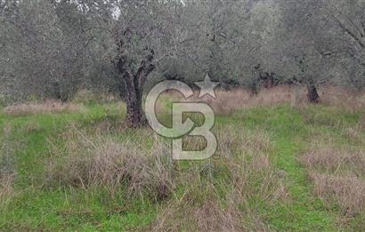 Çanakkale Ayvacık Satılık Zeytinlik