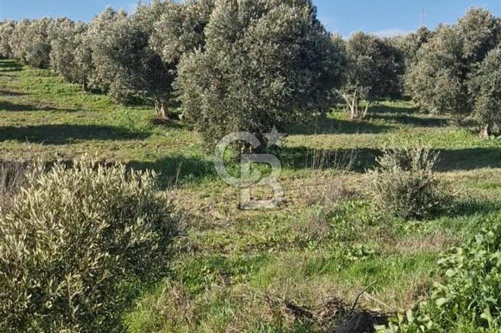 Aydın Bozdoğan Alamut'ta 8.727m2 Zeytin Bahçesi + 70 m2 Ev