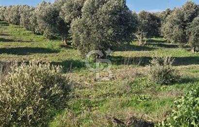 Aydın Bozdoğan Alamut'ta 8.727m2 Zeytin Bahçesi + 70 m2 Ev