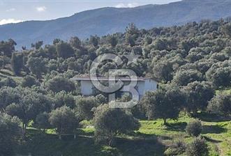Aydın Bozdoğan Alamut'ta 8.727m2 Zeytin Bahçesi + 70 m2 Ev