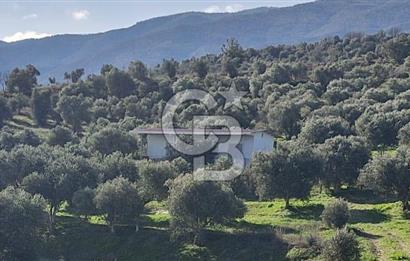 Aydın Bozdoğan Alamut'ta 8.727m2 Zeytin Bahçesi + 70 m2 Ev