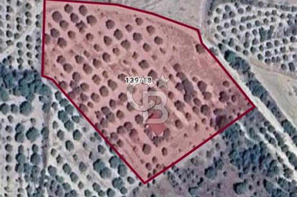 Aydın Bozdoğan Alamut'ta 8.727m2 Zeytin Bahçesi + 70 m2 Ev