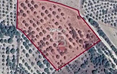 Aydın Bozdoğan Alamut'ta 8.727m2 Zeytin Bahçesi + 70 m2 Ev