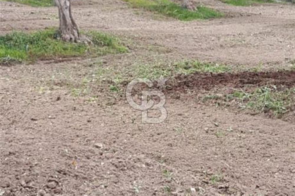 Aydın Bozdoğan Alamut'ta 8.727m2 Zeytin Bahçesi + 70 m2 Ev