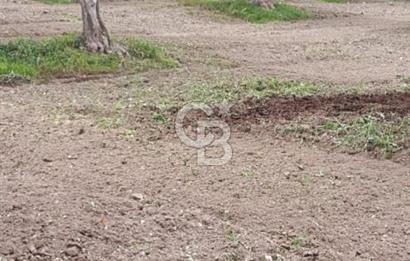 Aydın Bozdoğan Alamut'ta 8.727m2 Zeytin Bahçesi + 70 m2 Ev