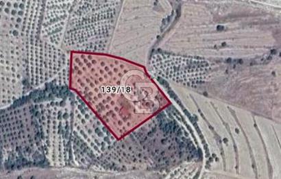 Aydın Bozdoğan Alamut'ta 8.727m2 Zeytin Bahçesi + 70 m2 Ev