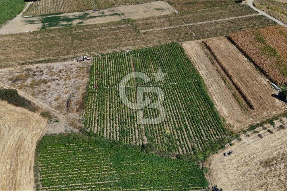 Çanakkale Yenice Gündoğdu Köyünde 4.829 M² Satılık Tarla !