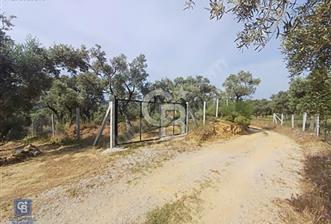 İZMİR TORBALI KARAKIZLAR ACİL SATILIK TARLA