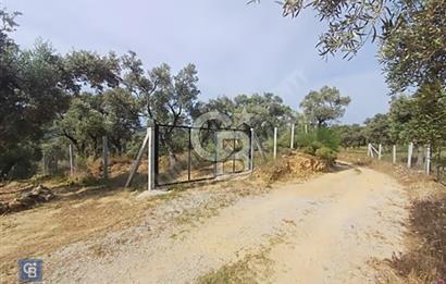 İZMİR TORBALI KARAKIZLAR ACİL SATILIK TARLA