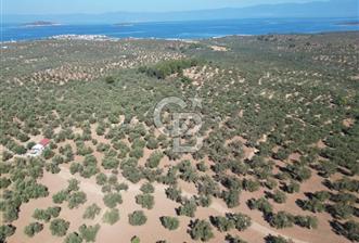 Ayvalık Sakarya'da 12 Dönüm Deniz Manzaralı Satılık Zeytinlikler