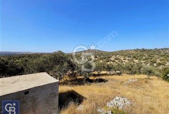 ÇANAKKALE EZİNEDE KAÇIRILMAYACAK ZEYTİNLİK FIRSATI