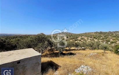 ÇANAKKALE EZİNEDE KAÇIRILMAYACAK ZEYTİNLİK FIRSATI