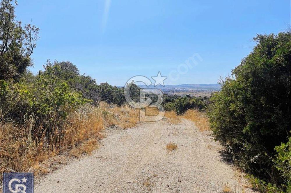 ÇANAKKALE EZİNEDE KAÇIRILMAYACAK ZEYTİNLİK FIRSATI