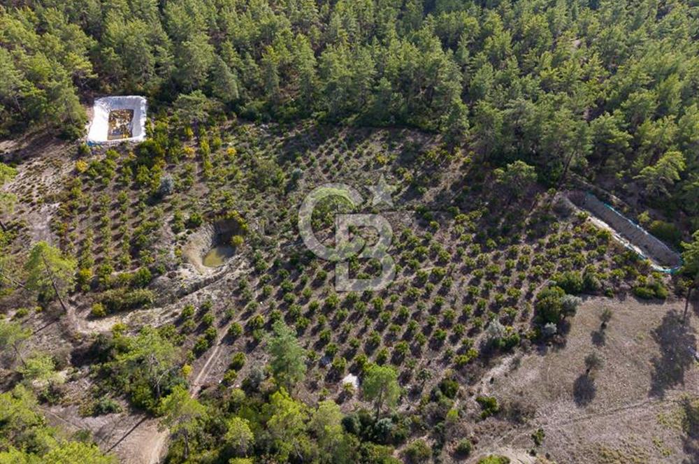 CB ARDENDEN ANTALYA KAŞ ORTABAĞDA 19.188 M2 SATILIK TARLA