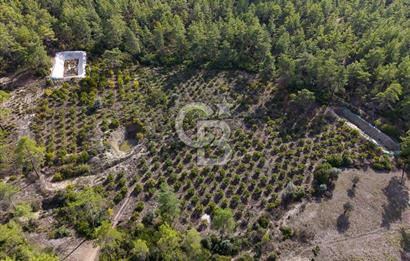 CB ARDENDEN ANTALYA KAŞ ORTABAĞDA 19.188 M2 SATILIK TARLA