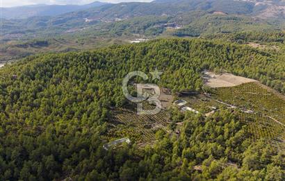 CB ARDENDEN ANTALYA KAŞ ORTABAĞDA 19.188 M2 SATILIK TARLA