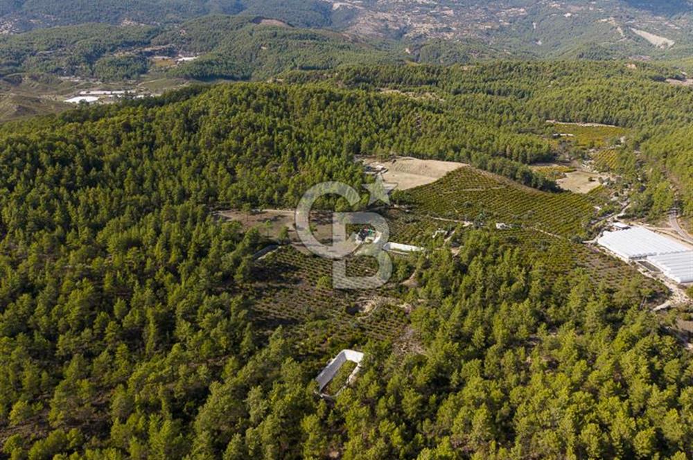 CB ARDENDEN ANTALYA KAŞ ORTABAĞDA 19.188 M2 SATILIK TARLA