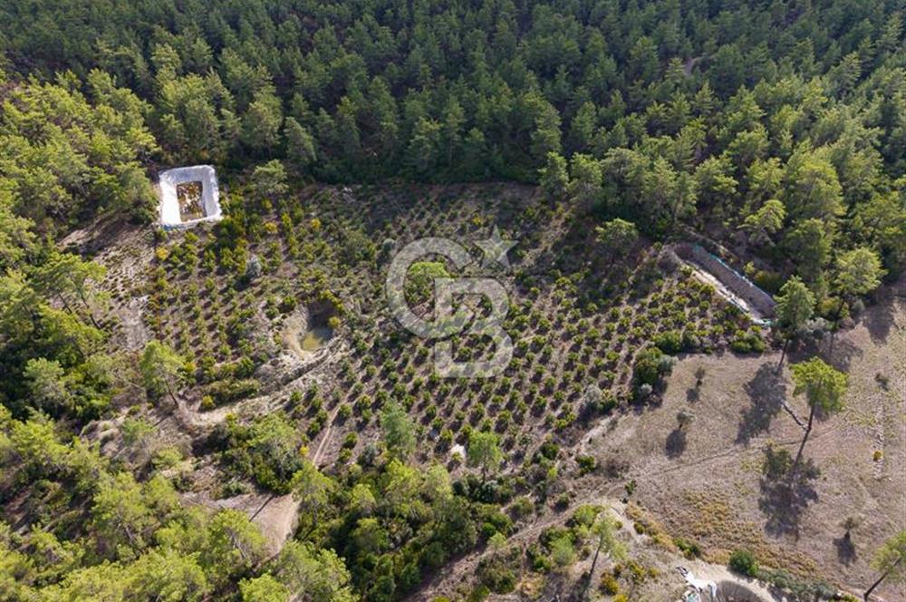 CB ARDENDEN ANTALYA KAŞ ORTABAĞDA 19.188 M2 SATILIK TARLA