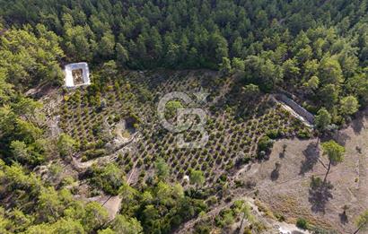 CB ARDENDEN ANTALYA KAŞ ORTABAĞDA 19.188 M2 SATILIK TARLA