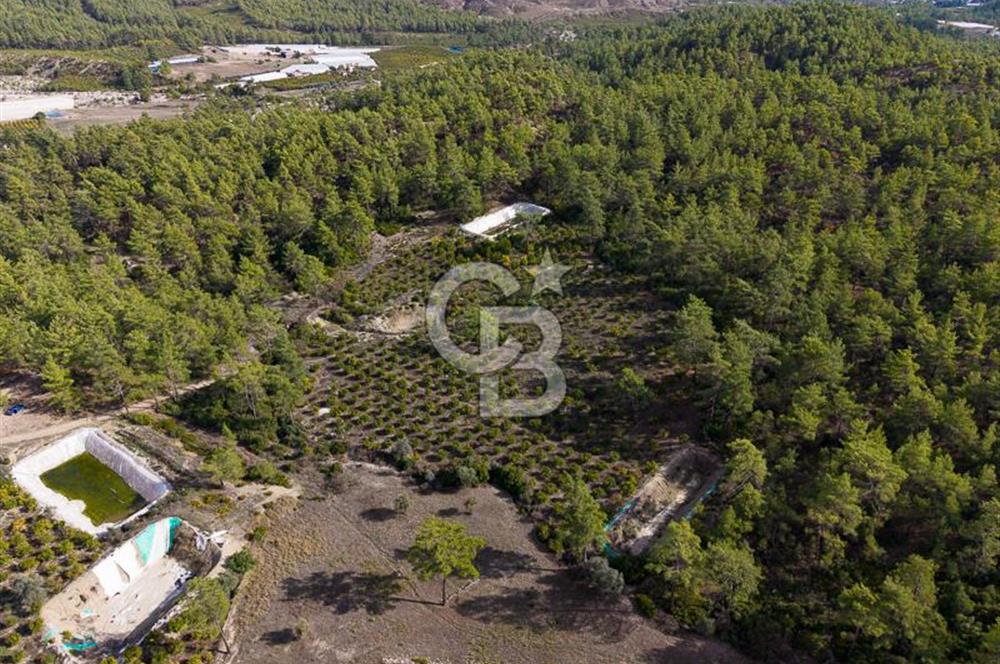 CB ARDENDEN ANTALYA KAŞ ORTABAĞDA 19.188 M2 SATILIK TARLA