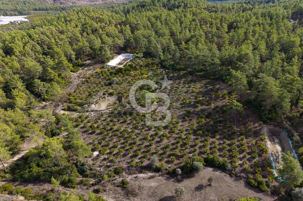 CB ARDENDEN ANTALYA KAŞ ORTABAĞDA 19.188 M2 SATILIK TARLA