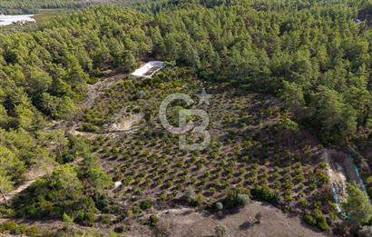 CB ARDENDEN ANTALYA KAŞ ORTABAĞDA 19.188 M2 SATILIK TARLA