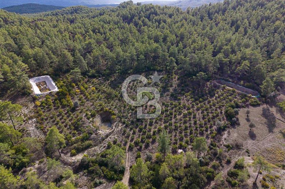 CB ARDENDEN ANTALYA KAŞ ORTABAĞDA 19.188 M2 SATILIK TARLA