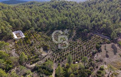 CB ARDENDEN ANTALYA KAŞ ORTABAĞDA 19.188 M2 SATILIK TARLA