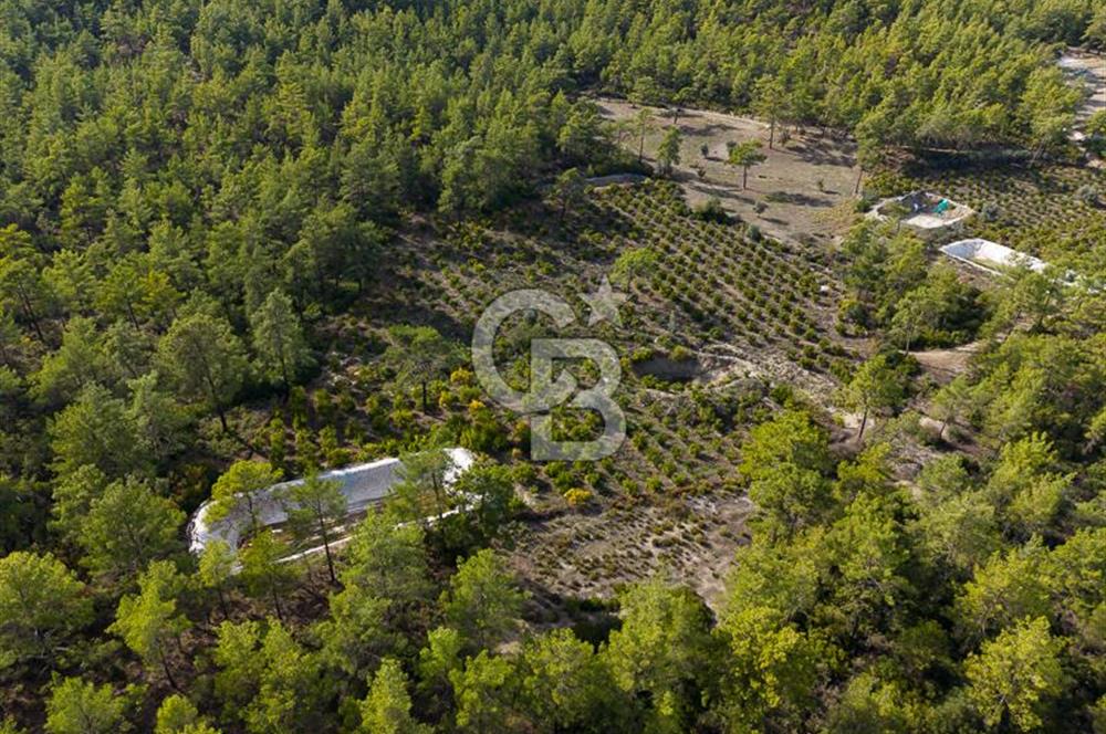 CB ARDENDEN ANTALYA KAŞ ORTABAĞDA 19.188 M2 SATILIK TARLA