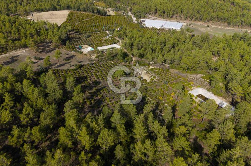 CB ARDENDEN ANTALYA KAŞ ORTABAĞDA 19.188 M2 SATILIK TARLA