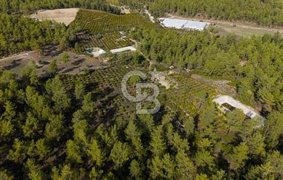 CB ARDENDEN ANTALYA KAŞ ORTABAĞDA 19.188 M2 SATILIK TARLA