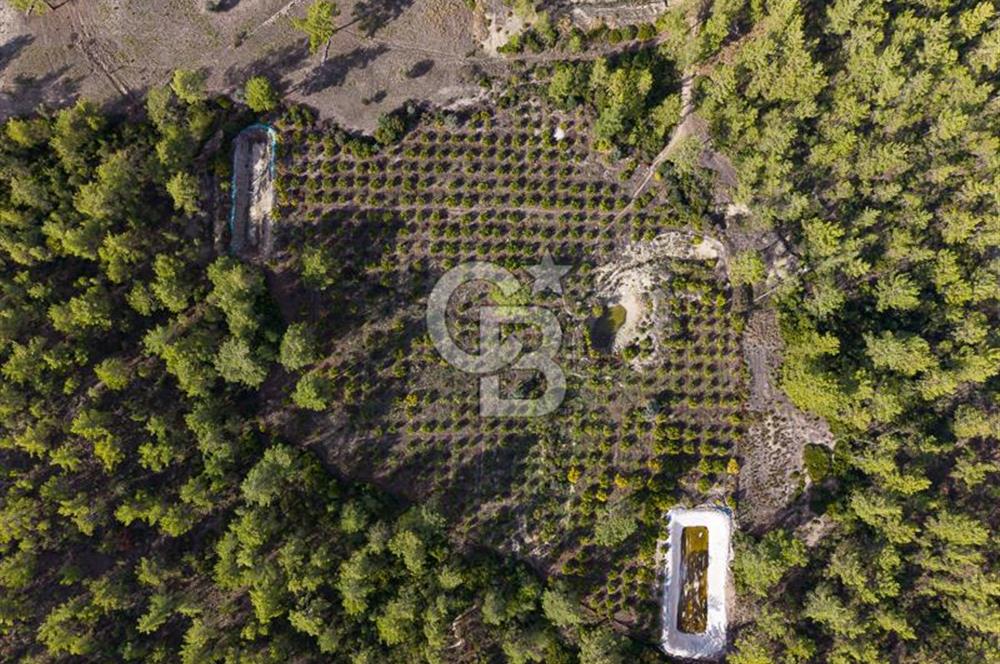 CB ARDENDEN ANTALYA KAŞ ORTABAĞDA 19.188 M2 SATILIK TARLA