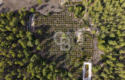 CB ARDENDEN ANTALYA KAŞ ORTABAĞDA 19.188 M2 SATILIK TARLA