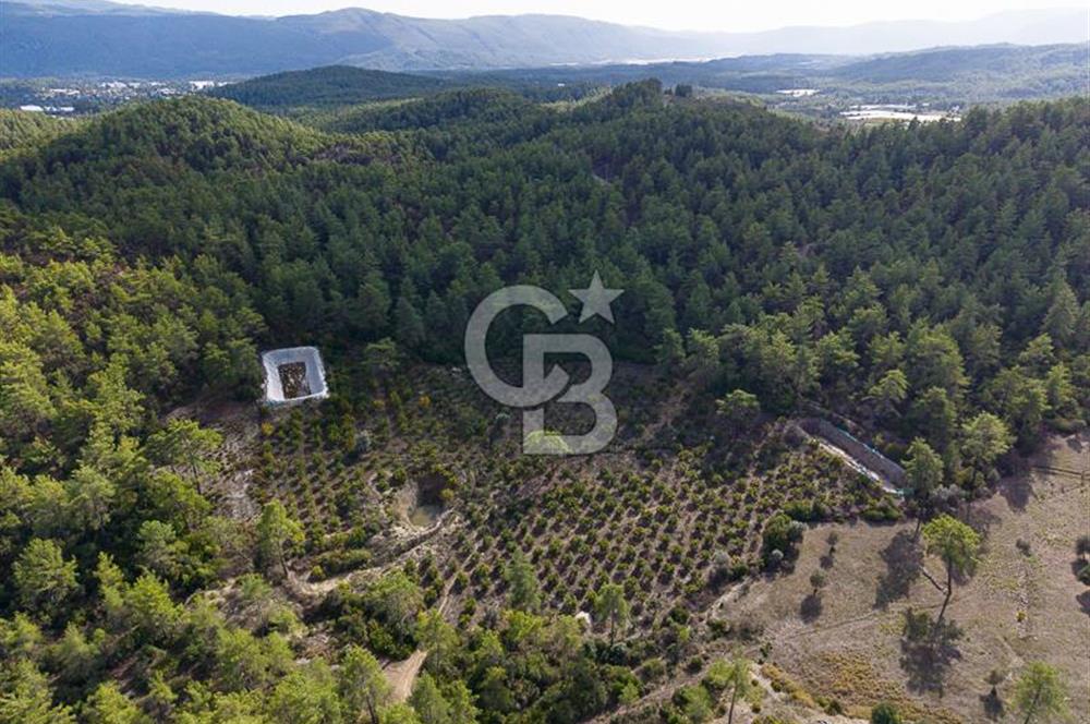CB ARDENDEN ANTALYA KAŞ ORTABAĞDA 19.188 M2 SATILIK TARLA