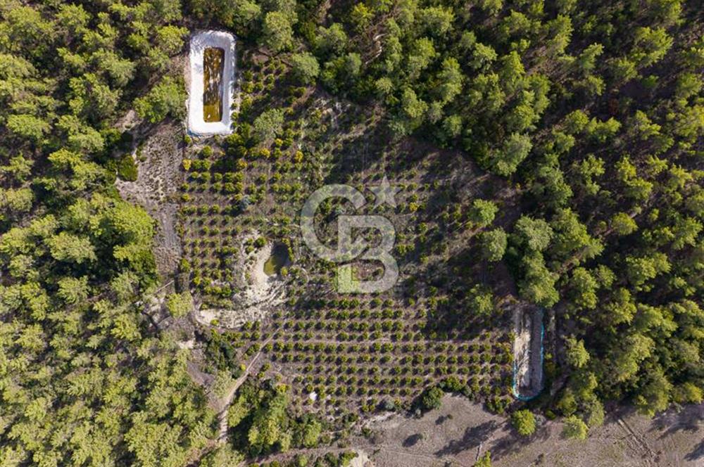 CB ARDENDEN ANTALYA KAŞ ORTABAĞDA 19.188 M2 SATILIK TARLA