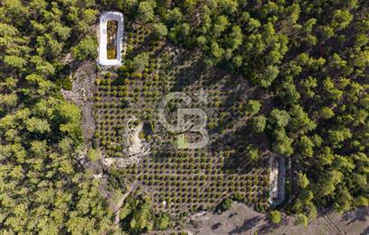 CB ARDENDEN ANTALYA KAŞ ORTABAĞDA 19.188 M2 SATILIK TARLA