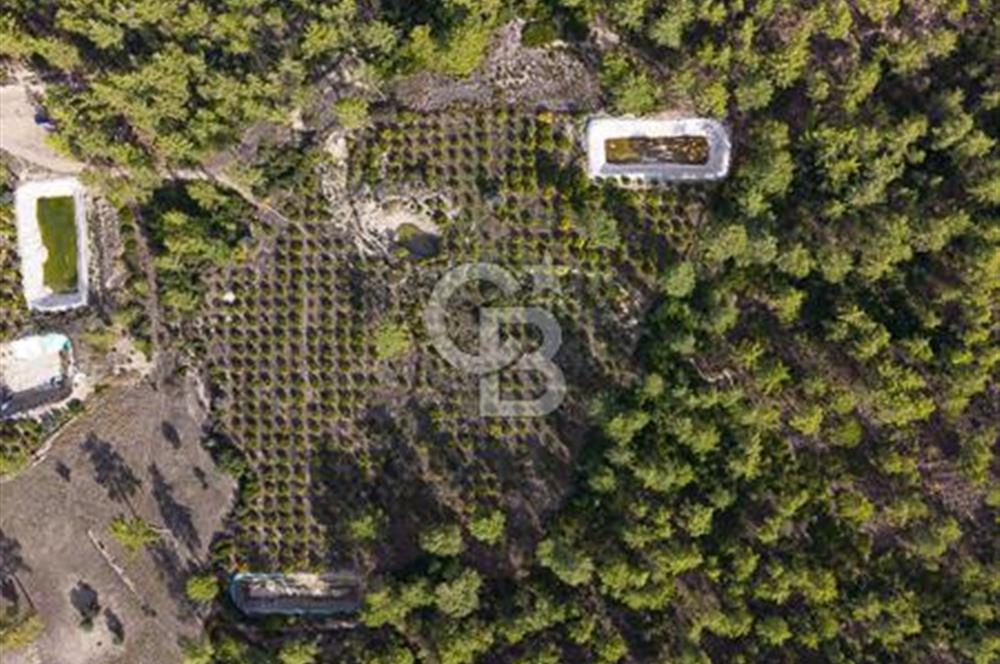 CB ARDENDEN ANTALYA KAŞ ORTABAĞDA 19.188 M2 SATILIK TARLA