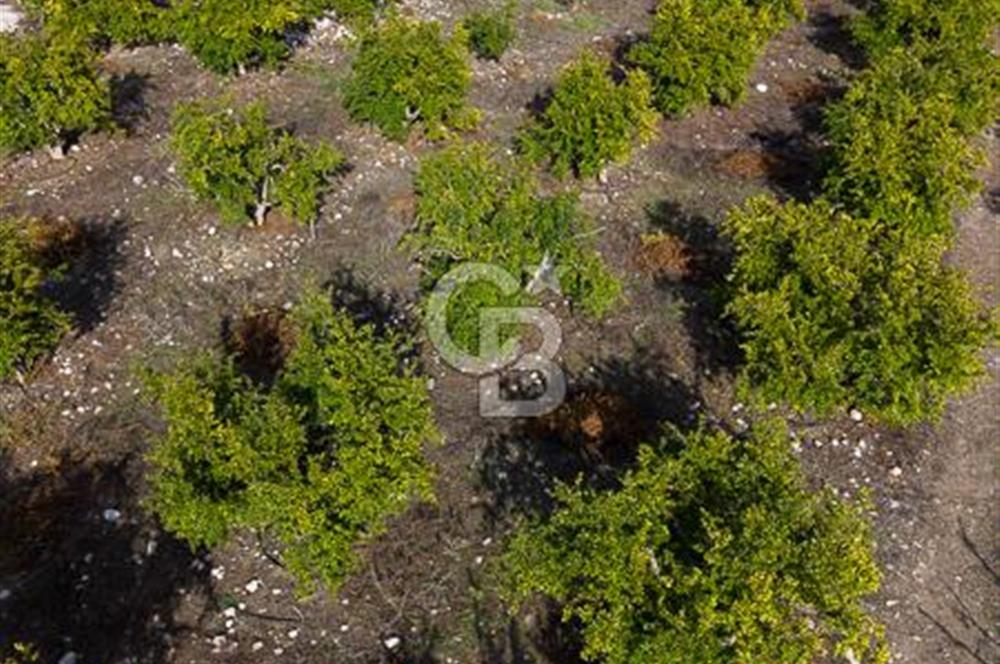 CB ARDENDEN ANTALYA KAŞ ORTABAĞDA 19.188 M2 SATILIK TARLA