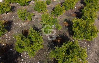 CB ARDENDEN ANTALYA KAŞ ORTABAĞDA 19.188 M2 SATILIK TARLA