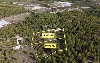CB ARDENDEN ANTALYA KAŞ ORTABAĞDA 19.188 M2 SATILIK TARLA