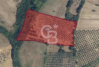 CB BLACK'DEN YALOVA MERKEZ SUGÖREN'DE 14.700 m2 SATILIK TARLA*
