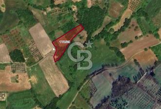CB BLACK'DEN YALOVA MERKEZ SUGÖREN'DE 3.994 m2 SATILIK TARLA