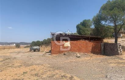Dikili ismetpaşa da  çamlık 