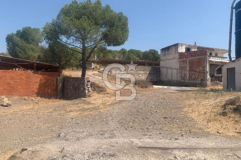 Dikili ismetpaşa da  çamlık 