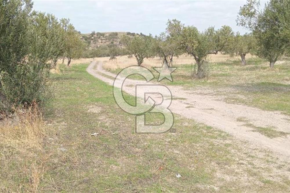 BABAKALE'NİN EŞSİZ DOĞASINDA SATILIK ARSALAR