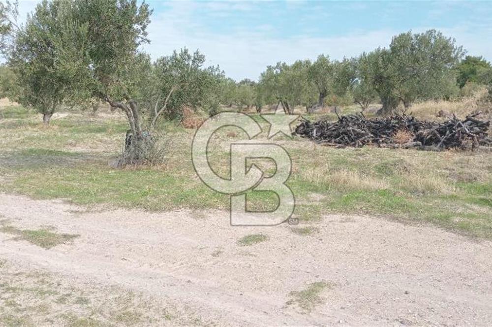 BABAKALE'NİN EŞSİZ DOĞASINDA SATILIK ARSALAR
