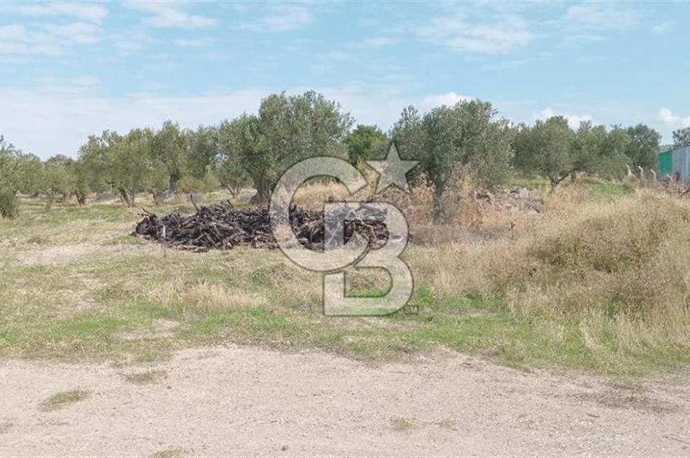 BABAKALE'NİN EŞSİZ DOĞASINDA SATILIK ARSALAR